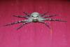 Philodromus margaritatus